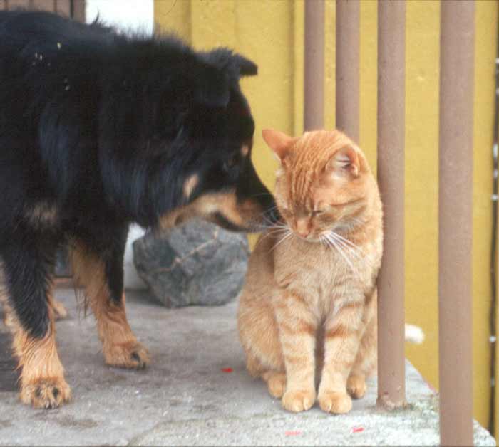 Valle-kissa ja Pepe-koira