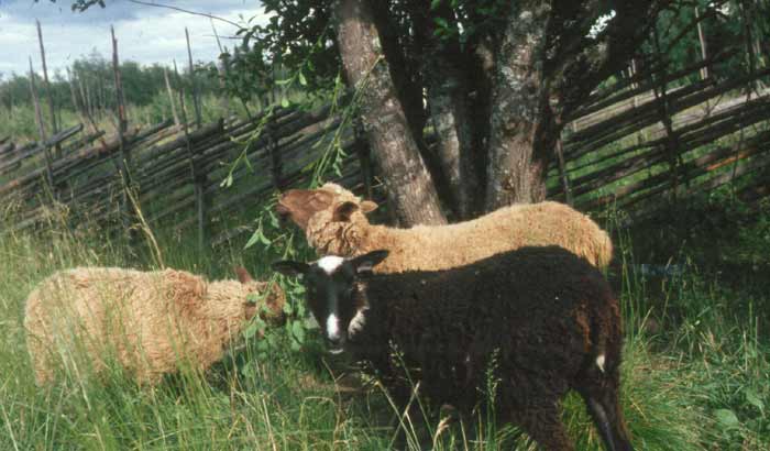 Ruskeita ja musta lammas